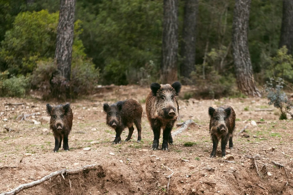 What Makes Hog Hunting in Central Texas So Popular?