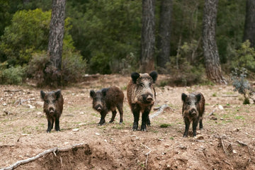 What Makes Hog Hunting in Central Texas So Popular?
