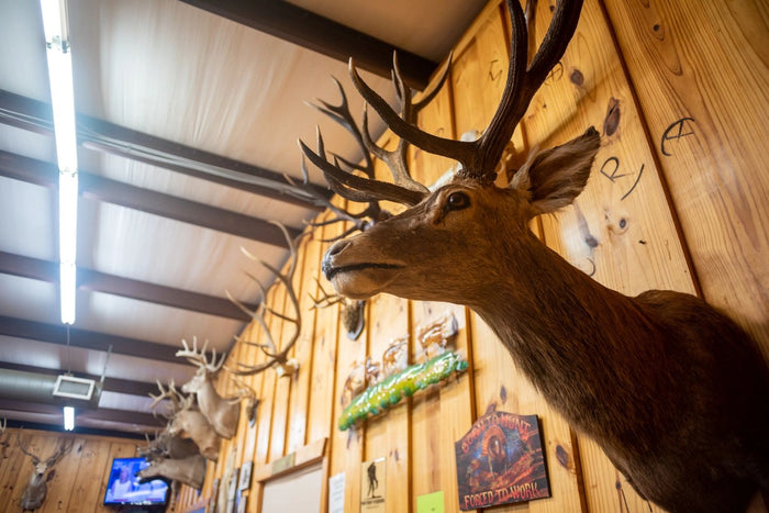 $499 for a 2-Day Hog Hunt